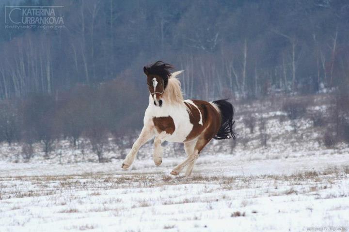 komunikace s mými koňmi :)  143